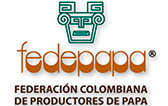 fedepapa